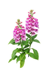 ジギタリス5月撮影 © toshihiro emi