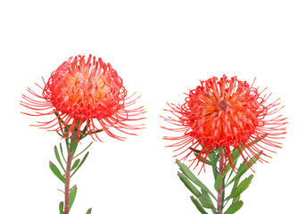 レウコスペルムム　4月撮影