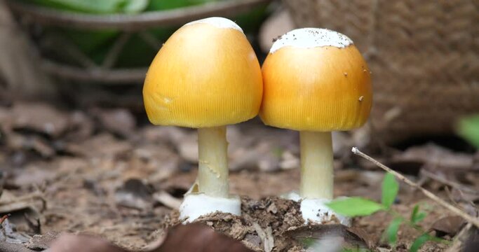 (Amanita vaginata )Amanita vaginata in the wild, mushrooms and rich nature