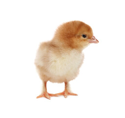 Fototapeta premium Cute fluffy baby chicken on white background
