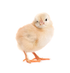 Obraz premium Cute fluffy baby chicken on white background