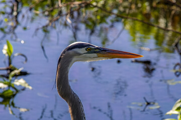 great blue heron