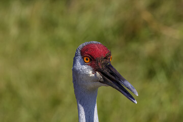 sand hill crane