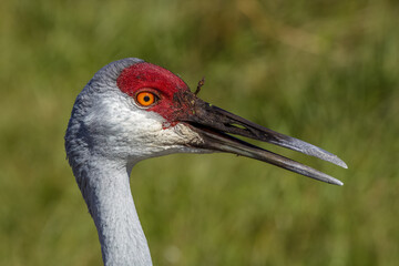 sand hill crane
