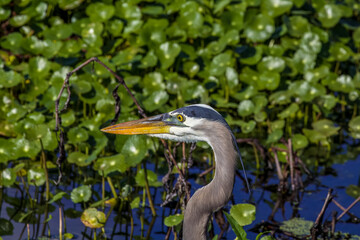 great blue heron