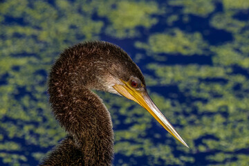 female anhinga