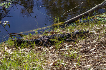 alligator on the grass