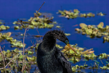male anhinga