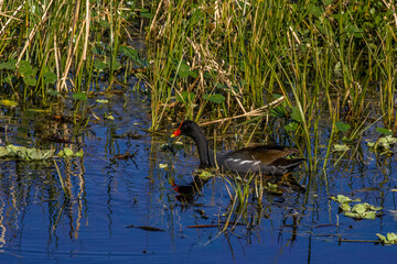 common moorhen