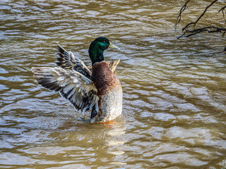 Mallard Wings Back