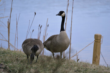 Couple of canadian geese in the park during winter (Virginia, USA)