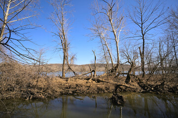 trees in the water during winter (Great Falls Naitonal park, Maryland, USA)