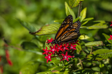 monarch butterfly on a flower