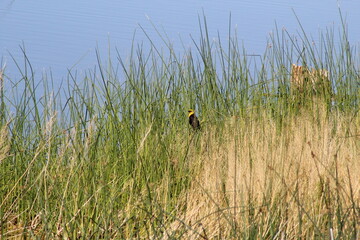 bird on the grass
