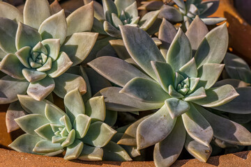 close up of succulent plant