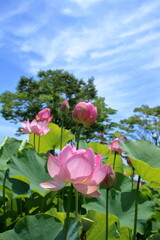 咲き誇るハスの花　（高知県　土佐市　蓮池公園）