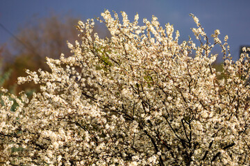 Crown of a flowering fruit tree or top of a tree in early spring flowers with selective focus. Spring background