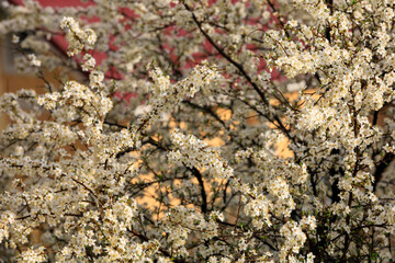 Backdrop of flowering trees in early spring. Spring background with copy space