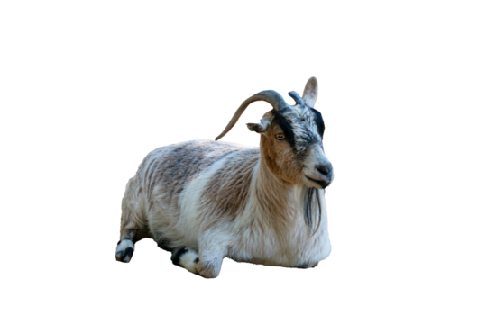 Isolated horned goat laying down, forward facing