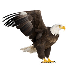 Bald eagle in flight with out background