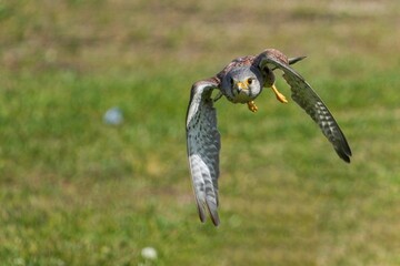 グリーンバックに飛ぶチョウゲンボウ オス