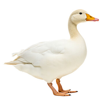 White domestic goose isolated PNG transparent background