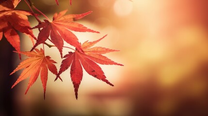 web banner design for autumn season and end year activity with red and yellow maple leaves with soft focus light and bokeh background