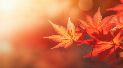 web banner design for autumn season and end year activity with red and yellow maple leaves with soft focus light and bokeh background - obrazy, fototapety, plakaty