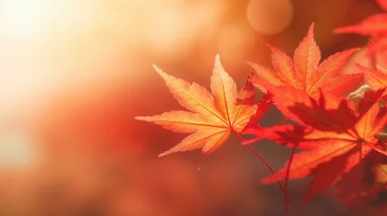 Deurstickers Warm oranje web banner design for autumn season and end year activity with red and yellow maple leaves with soft focus light and bokeh background