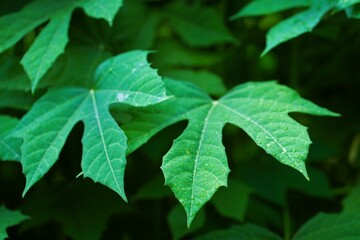 Chaya leaves have water after the rain.