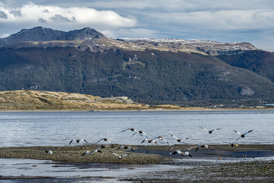 Group of caiquens flying off the coast of Puerto Almanza in the Beagle Channel in Tierra del Fuego, Patagonia Argentina.