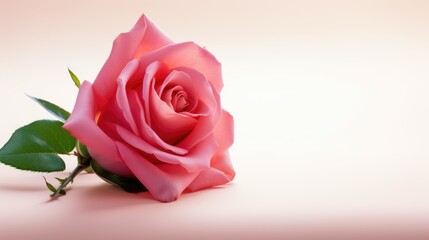 Fototapeta premium Pink color rose on empty background with text space advertising, ads, branding