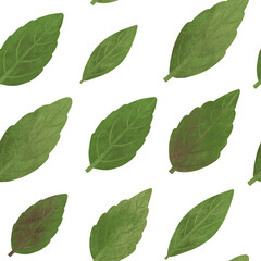 Basil leaves seamless pattern. Hand drawn textured isolated realistic herb leaves on white background. Raster culinary herbal allover print