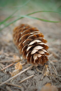 pine cone on the ground blurry background 