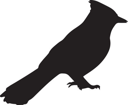 recommend clip art: Bluejay Blue Jay Bird Silhouette Vector Icon 