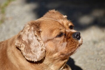 portrait of a dog