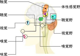 感覚　イラスト