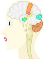 感覚　イラスト