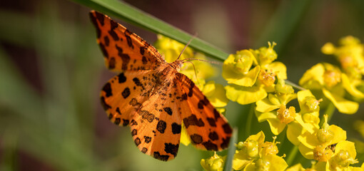 Orange spotted butterfly pseudopanthera macularia on a yellow flower