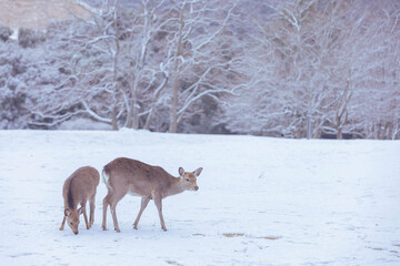 奈良　飛火野　雪と二頭の鹿