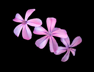 Fototapeta na wymiar Pink Flower 2