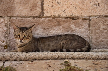 The cat is lying against the stone wall