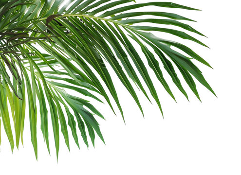 Palm Tree Leaves Ai Generated © shabbir