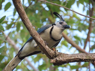 White throated magpie