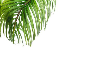 Palm Tree Leaves Ai Generated