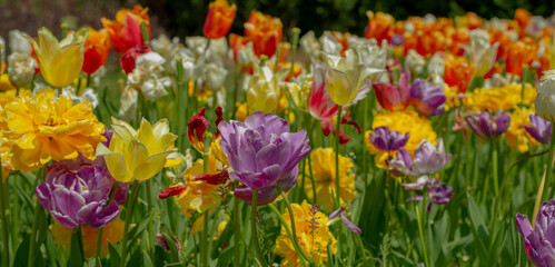 Fototapeta na wymiar Red, yellow and lilac tulips outdoors, colored petals and tulip buds