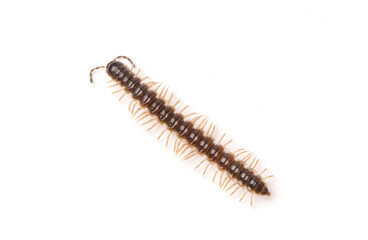 millipede isolated on white background