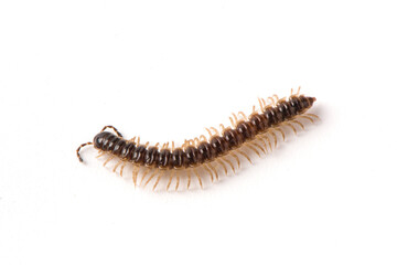 millipede isolated on white background