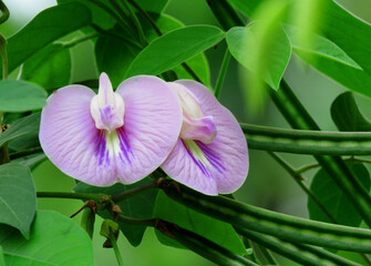 Bean flowers, purple flowers. Spurred butterfly pea flowers. 