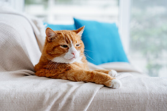 Ginger Cat Laying on the Sofa. Close up Photo of Red Cat